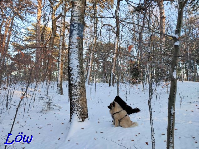 29.11.2023 - Begräbnisstelle im Schnee